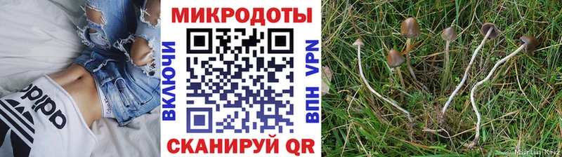 ссылка на мегу ссылки  Павловский Посад  Галлюциногенные грибы Cubensis 
